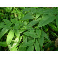 Icariin CAS No 489-32-7 Epimedium Extract